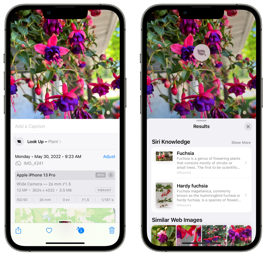 梅县苹果手机维修分享小技巧：使用 iPhone 相机识别花卉植物 
